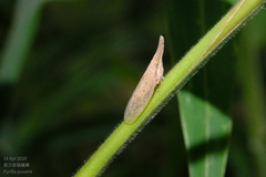 Pyrilla perpusilla