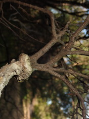 Amyema gaudichaudii