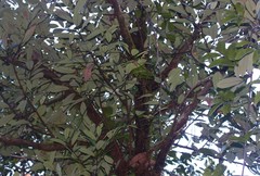 Litsea stocksii