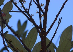 Litsea stocksii