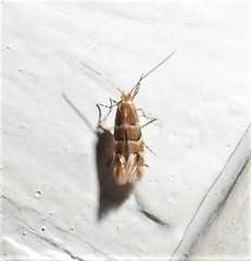 Phyllonorycter mariaeella