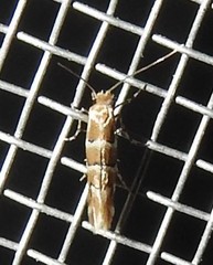 Phyllonorycter mariaeella