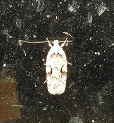 Agonopterix curvilineella