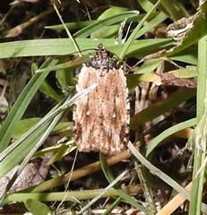 Agonopterix atrodorsella