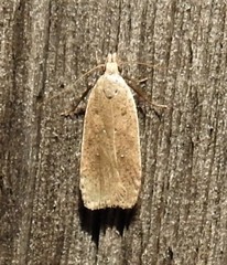 Dichomeris ventrellus