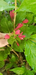 Weigela floribunda