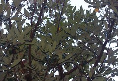 Litsea stocksii