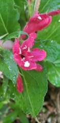 Weigela floribunda