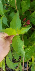 Weigela floribunda