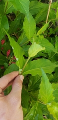 Weigela floribunda