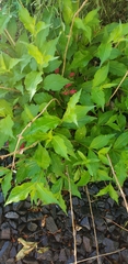 Weigela floribunda
