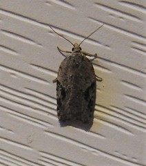 Acleris cornana