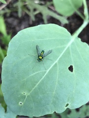 Condylostylus comatus