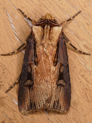 Agrotis volubilis