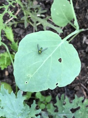 Condylostylus comatus