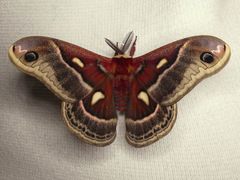 Hyalophora columbia