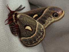 Hyalophora columbia