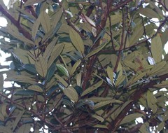 Litsea stocksii
