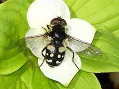 Sericomyia lata