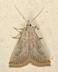 Macrochilo louisiana