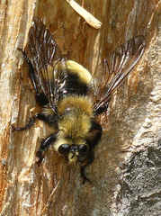 Laphria insignis