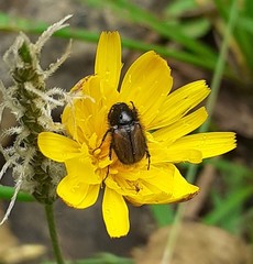 Chasmatopterus
