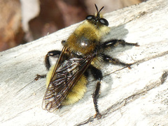 Laphria insignis