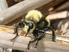 Laphria insignis