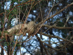 Amyema gaudichaudii