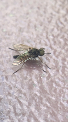 Chrysopilus proximus