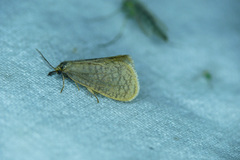 Bijugis bombycella