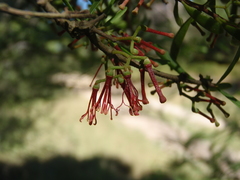 Amyema gaudichaudii