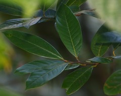 Litsea stocksii