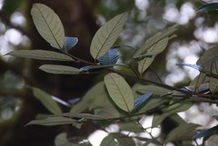 Litsea stocksii