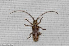 Goes variegatus