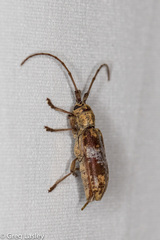 Goes variegatus