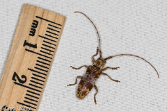 Goes variegatus