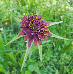 Tragopogon porrifolius porrifolius