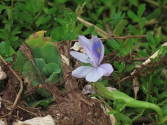 Pontederia crassipes