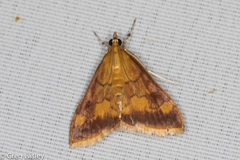 Pyrausta onythesalis