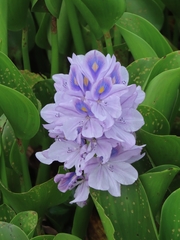 Pontederia crassipes