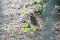 Turdus pilaris