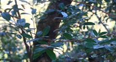 Litsea stocksii