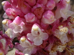 Cistanche rosea