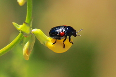 Saxinis saucia