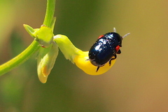 Saxinis saucia