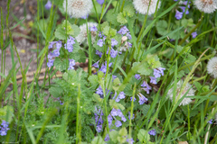 Glechoma hederacea