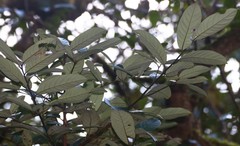 Litsea stocksii