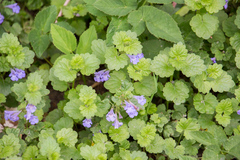 Glechoma hederacea