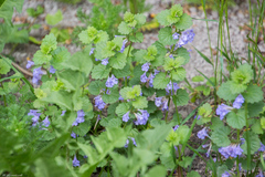 Glechoma hederacea